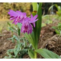 紫花三叉白芨苗 中药材基地出售 优质 白芨小苗 地被护坡